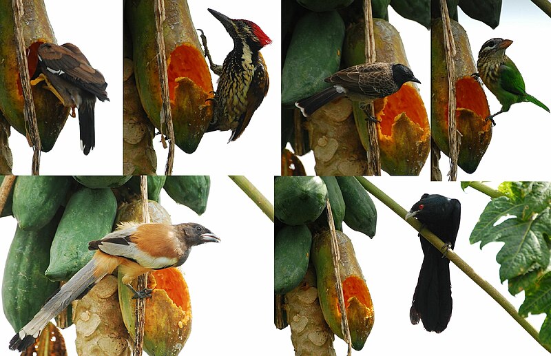 File:Papaya and birds.jpg