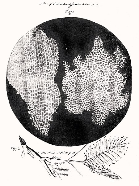 File:RobertHookeMicrographia1665.jpg