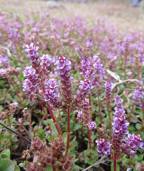 Файл:Rotala rotundifolia.jpg