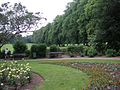 Rose garden in Rothamsted Park