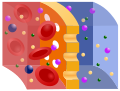 Semipermeable membrane