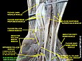 Flexor pollicis brevis muscle