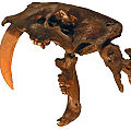 Smilodon fatalis †