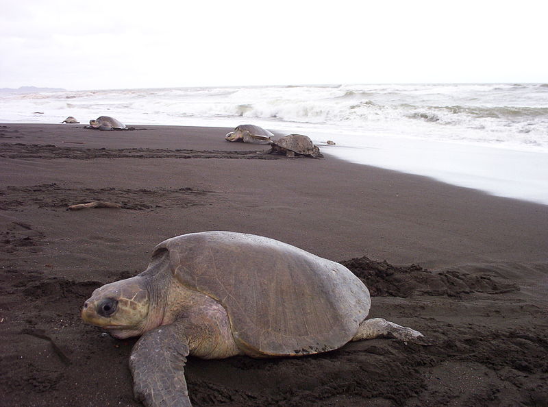 Archivo:Tortuga lora.JPG