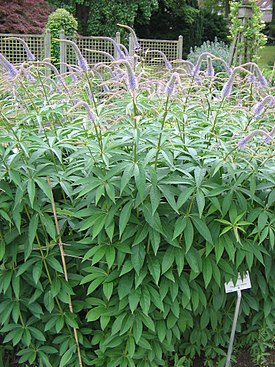 Veronicastrum virginicum