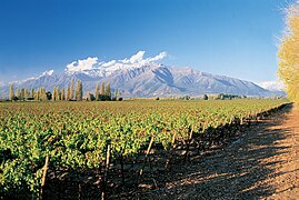 Viñedo junto a la cordillera de los Andes