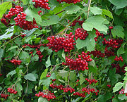 Foliage and fruit