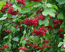 Viburnum opulus C.jpg