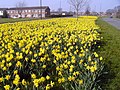 A display of spring daffodils on Rodford Way