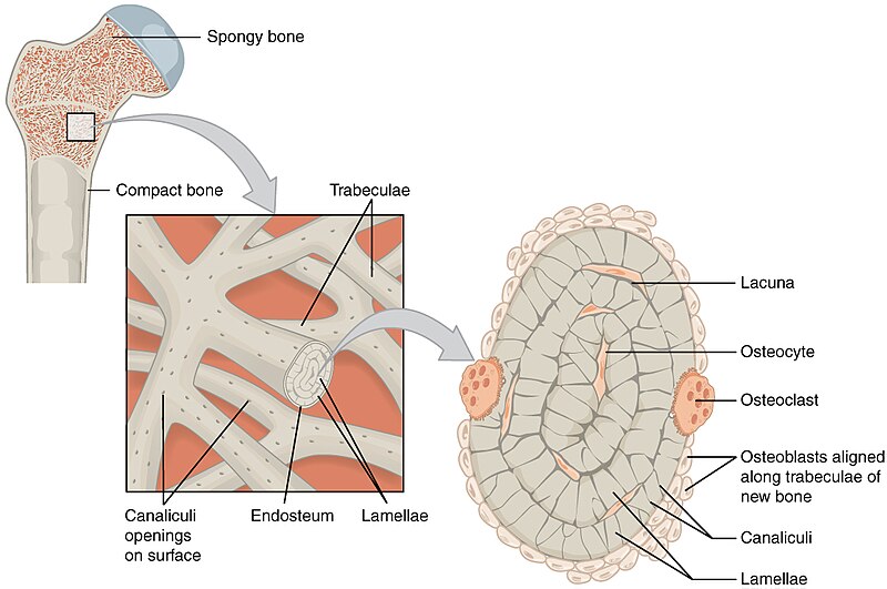 File:606 Spongy Bone.jpg