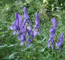 Aconitum variegatum 110807f.jpg