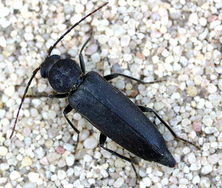 File:Arhopalus ferus01.jpg