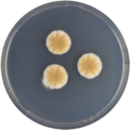 Aspergillus rambellii growing on CYA plate