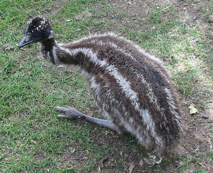 Файл:Baby Emu.jpg