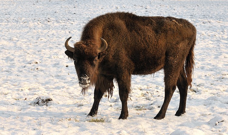 Беловежский зубр (Bison bonasus bonasus)