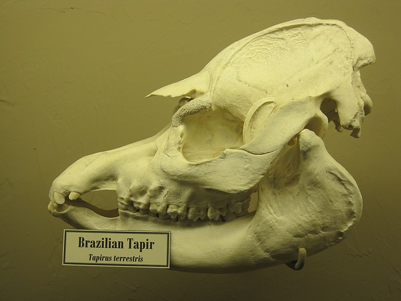 File:Brazilian Tapir Skull.jpg