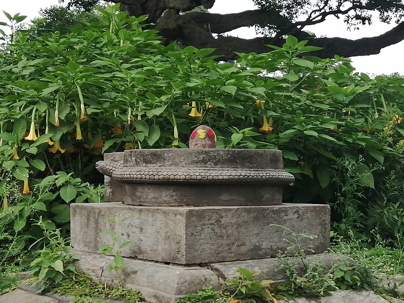 File:Brugmansia in Pashupatinath Temple.jpg