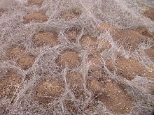 Multiple mounds of excavated earth from gopher activity, scattered over dry grass field