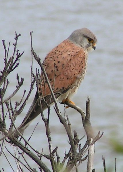 File:Common Kestrel 1.jpg