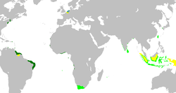 An anachronous map of the Dutch colonial Empire. Light green: territories administered by or originating from territories administered by the Dutch East India Company; dark green the Dutch West India Company.