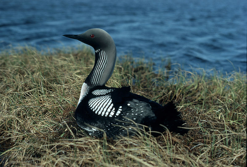 File:Gavia arctica1.jpg