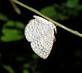 Apefly from Wayanad perched upside down on a twig