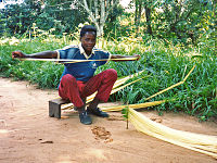 Removing the fibrous inner layer of the palm frond leaves as a first step in making raffia rope in Bandundu Province, Democratic Republic of the Congo.