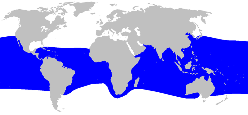 Файл:Megachasma pelagios distmap.png