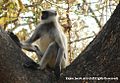 Langur gris