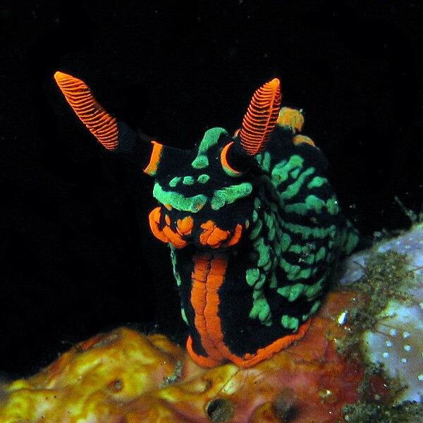 File:Nudibranch - Nembrotha kubaryana.jpg