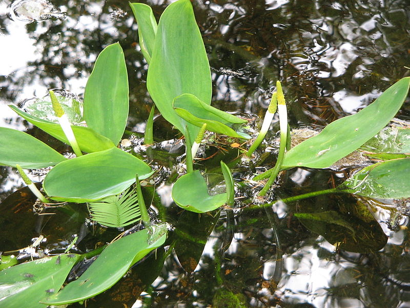 File:Orontium aquaticum4.jpg