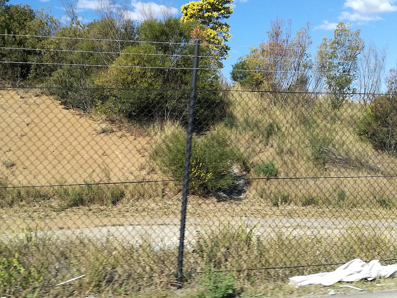 File:Prospect hill vegetation.jpg