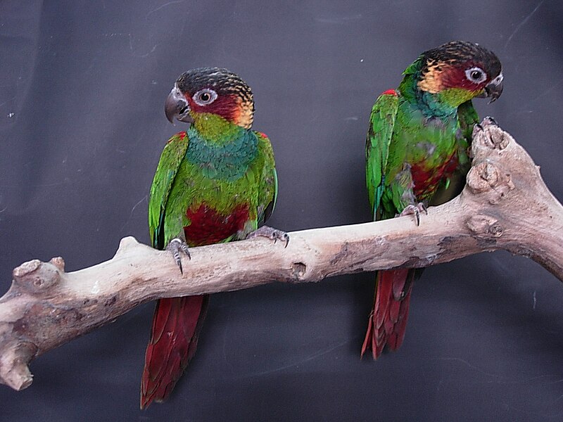 File:Pyrrhura cruentata -two perching-8a.jpg