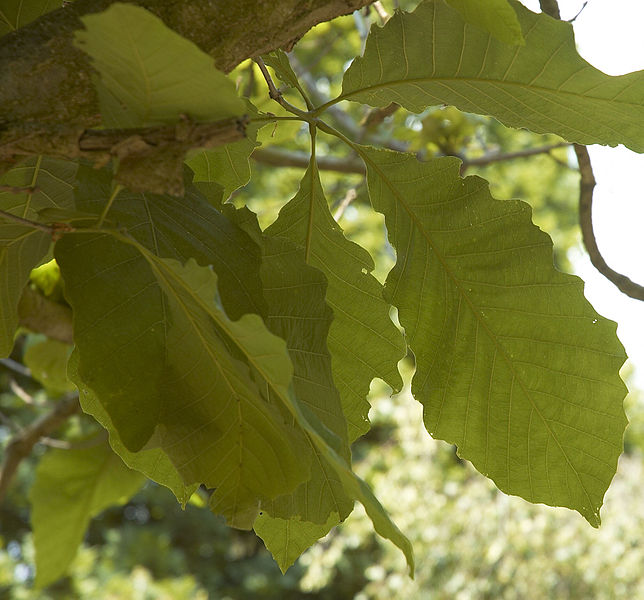 Archivo:Quercus aliena C.jpg