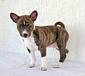 Image 58Basenji puppy (from Puppy)