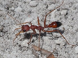 Красный муравей-бульдог (Myrmecia gulosa)