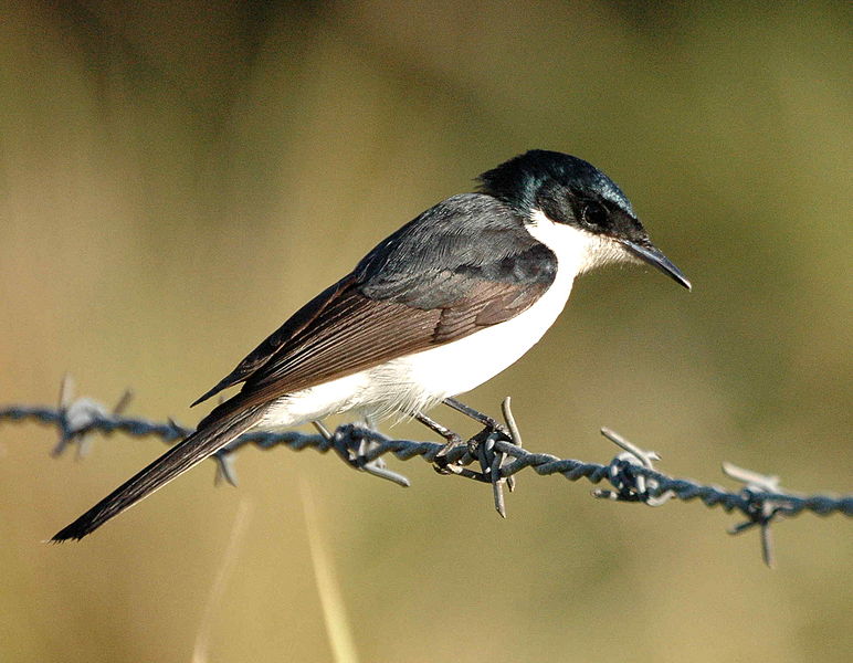 File:Restless Flycatcher Dayboro.JPG