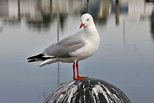 Silver Gull