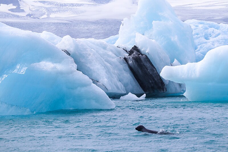 File:SealSwimmingGlaciers.jpg