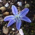 Siberian squill