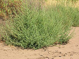 Bassia hyssopifolia