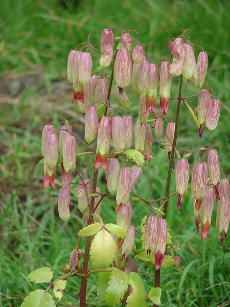 File:Starr 070308-5336 Kalanchoe pinnata.jpg