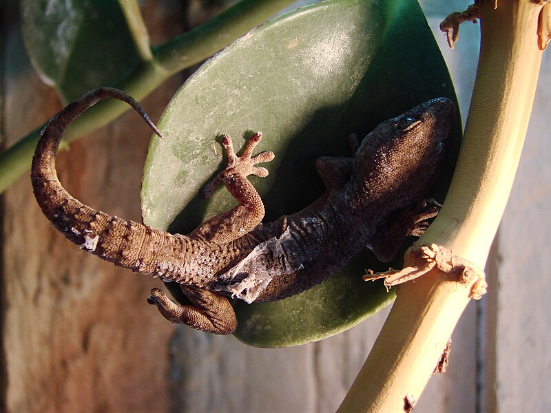 File:Tarentola delalandii (Wroclaw zoo).JPG