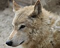 Tibetan wolf