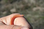 Thumbnail for Southern blind legless skink