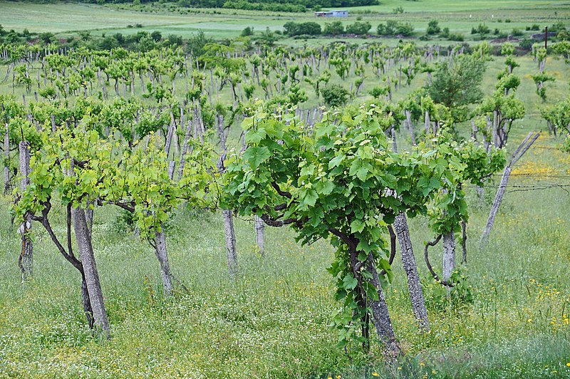 File:Vinyard Përmet.jpg