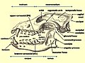 Image 8Diagram of a wolf skull with key features labelled (from Domestication of the dog)