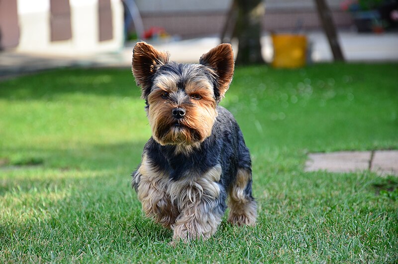 File:Yorkshire Terrier kurz.jpg