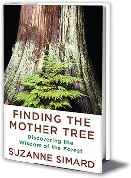 File:Finding the Mother Tree book cover.jpg