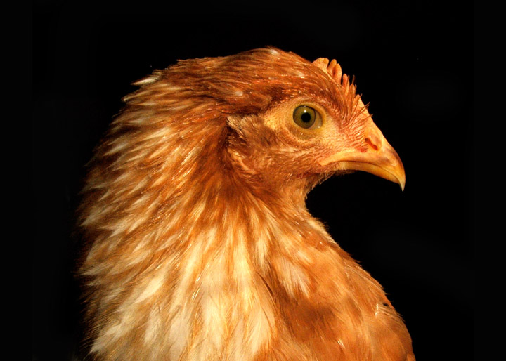 File:Linda Lee, a pet Red Sex Link hen (2004).jpg